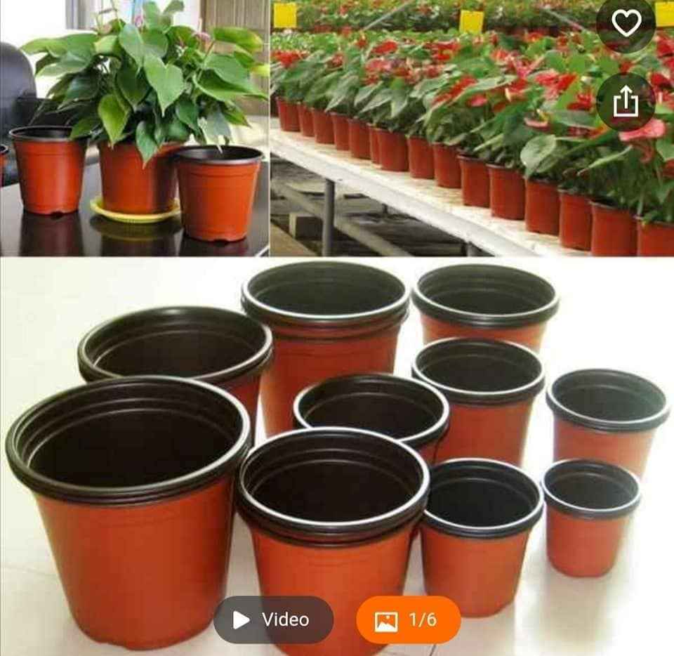 Plastic Grow Pot( Various size)